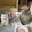 본치킨 | [정글키친 서포터즈 15기] 다온다루네🐱 정글키친 본치킨 포켓 후기