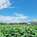 회산백련지 이미지