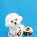 바오그루밍 이미지