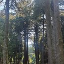 금강상사 | 내돈내산 신점 후기 | 부산 금강용작두