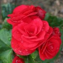 베고니아 이미지