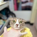 반할고양