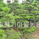 솔향기마을 이미지