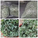 무주떡집 | 무주 쑥이 이렇게 맛있다고요-무주 청정쑥으로 만든 쑥개떡 보라떡집 떡 솔직후기
