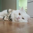 태산농장2 이미지