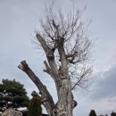 소나무카페(소나무관광농원) | 예당호 전망이 좋은 카페와 수목원, 예당관광농원.