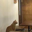 카페헨리