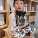 쓰담 | 대구 반려견 없이도 방문할 수 있는 애견카페 젠틀펫