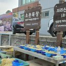 또와PC | 인생샷보장! 지리산치즈랜드수선화 만개 시기맞춰 다녀온 후기