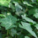 아이비피아 이미지