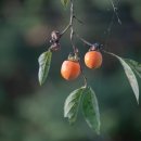 의료법인 해도의료재단 제일마디요양병원 | AI 시대, 부처님의 가르침은 어떻게 전해질 수 있을까요?