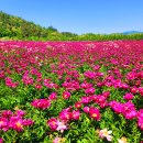 영천 작약꽃 축제, 보현산 약초식물원 산책로 이미지