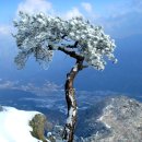 겨울 소나무 풍경 이미지