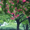 배롱나무거리 이미지