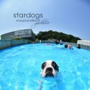 스타독스 이미지