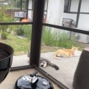 푸들민박 이미지