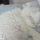 고양이미용실그냥 | 강남 고양이 미용실 다온냥 재방문 내돈내산 후기