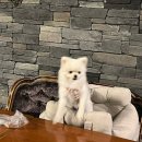 죽도형제종합유통 | 포항 애견동반 여행 기록 🐾 (죽도시장, 더클로버, 영일대, 풀빌라더하루)