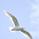 이백이몰 | [공지] 작자미상 고시조 125 - 총1535수 중 1241~1250수 (창옥병~천도)