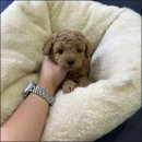 부산강아지분양 드림독 안심분양센터 부산점 이미지