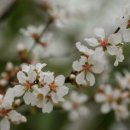 우림시장 이미지