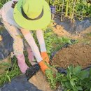 철랑농장 이미지