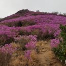 💮2025년⊹제33회⊹여수 영취산 🌸진달래 축제🌸☆공연 안내☆ 이미지