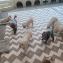 몽꾸르펫트하우스 이미지