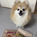 도그마캣의왕내손점