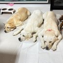 귀래630 | 대형견도 마음껏 뛰는 원주 반려견 풀빌라 ‘귀래 630’ 후기