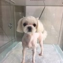 쁘띠멍멍 이미지