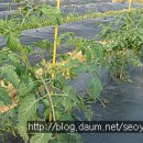 인영농장 이미지