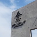 몰리힐스(MOLLI HILLS) 이미지