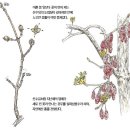 피어나봄