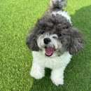 댕댕아리 이미지