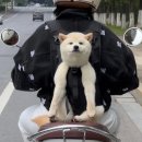 강아지봄 이미지