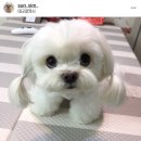 순심이 Daum카페