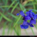 향기로 여는 마음의 문 이미지