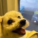 씨유 서귀포동문점 | 애견동반 제주도 여행 후기🐶✈🌴