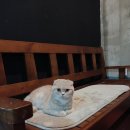 구름위의고양이 이미지