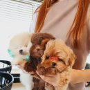 퍼피데일리 이미지