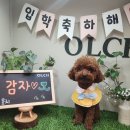 올치유치원 | 올치유치원 후기/송파 강아지유치원