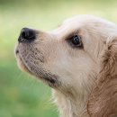 강아지꿈 이미지