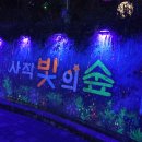 빛의 숲 이미지