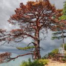 울진소나무 이미지