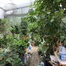 샤론  꽃  화원 이미지