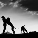 조양래 동물의료센터 이미지