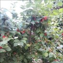 물레방아민박 이미지