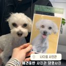 미사 애견동반사진관 나다움 사진관 :: 강아지 증명사진(댕명사진) 찍고 온 후기