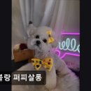 멍블랑 퍼피살롱 네이버블로그